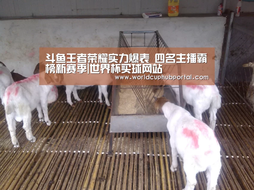 斗鱼王者荣耀实力爆表 四名主播霸榜新赛季|世界杯买球网站(图2) 世界杯买球网站
